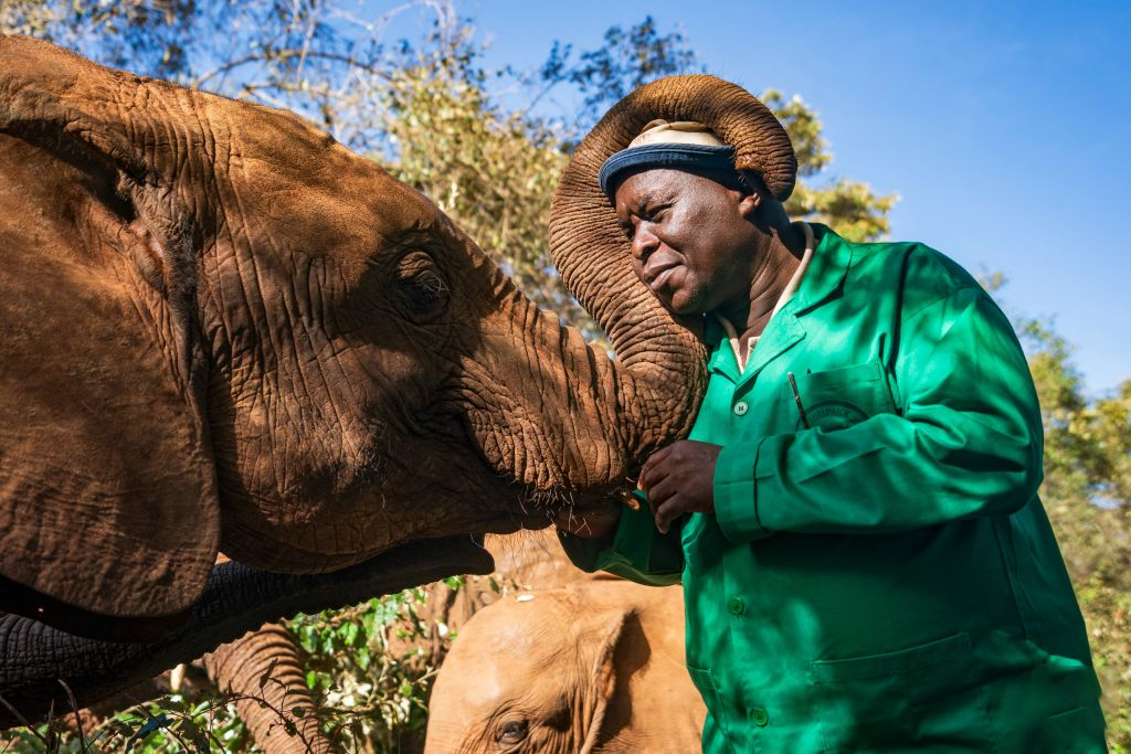 A worker interacts with an African elephant at the Sheldrick Wildlife Trust’s Nairobi Nursery in Nairobi, Kenya, August 11, 2026. /Xinhua