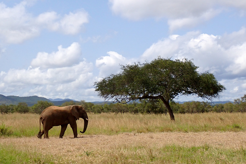 A wild African elephant walks across the golden grasslands of Mikumi National Park, Tanzania, July 11, 2026. /CFP