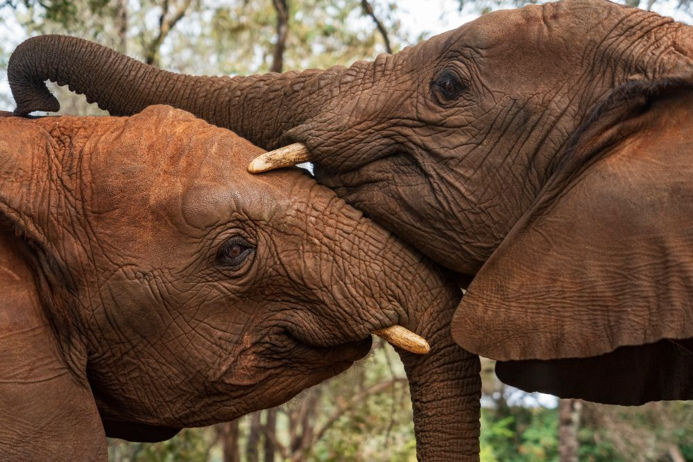 African elephants are pictured at the Sheldrick Wildlife Trust’s Nairobi Nursery in Nairobi, Kenya, August 11, 2026. /Xinhua