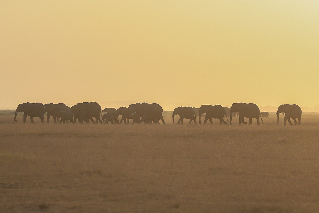 Elephants roam across Amboseli National Park in Kajiado County, Kenya, August 5, 2026. /CFP