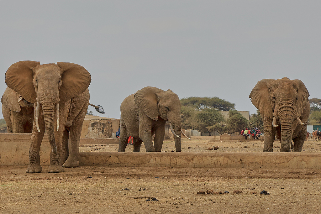 Elephants gather at a waterhole in Kitenden village, on the outskirts of Amboseli National Park in Kajiado County, Kenya, August 6, 2026. /CFP