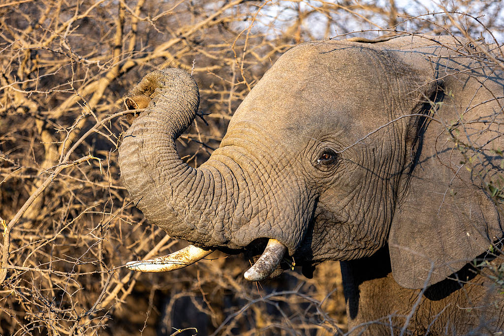 An African elephant raises its trunk among dry bush vegetation in the Dinokeng Game Reserve, South Africa. /CFP