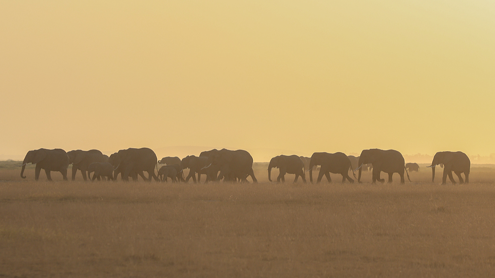 Elephants roam across Amboseli National Park in Kajiado County, Kenya, August 5, 2026. /CFP