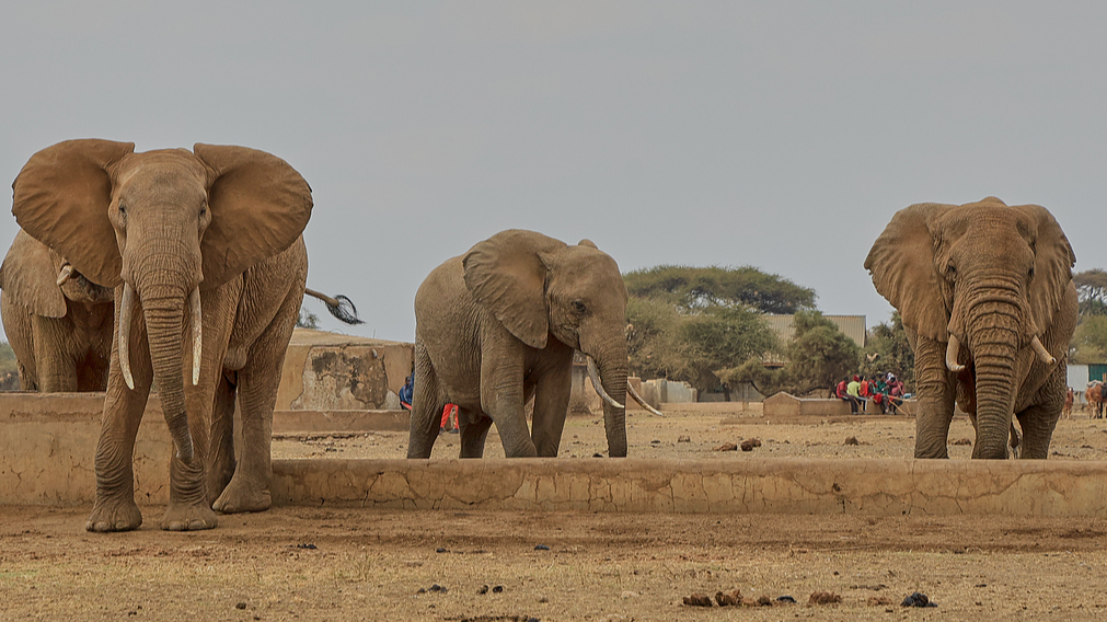 Kenya arrests four suspects over deaths of 18 elephants in Amboseli