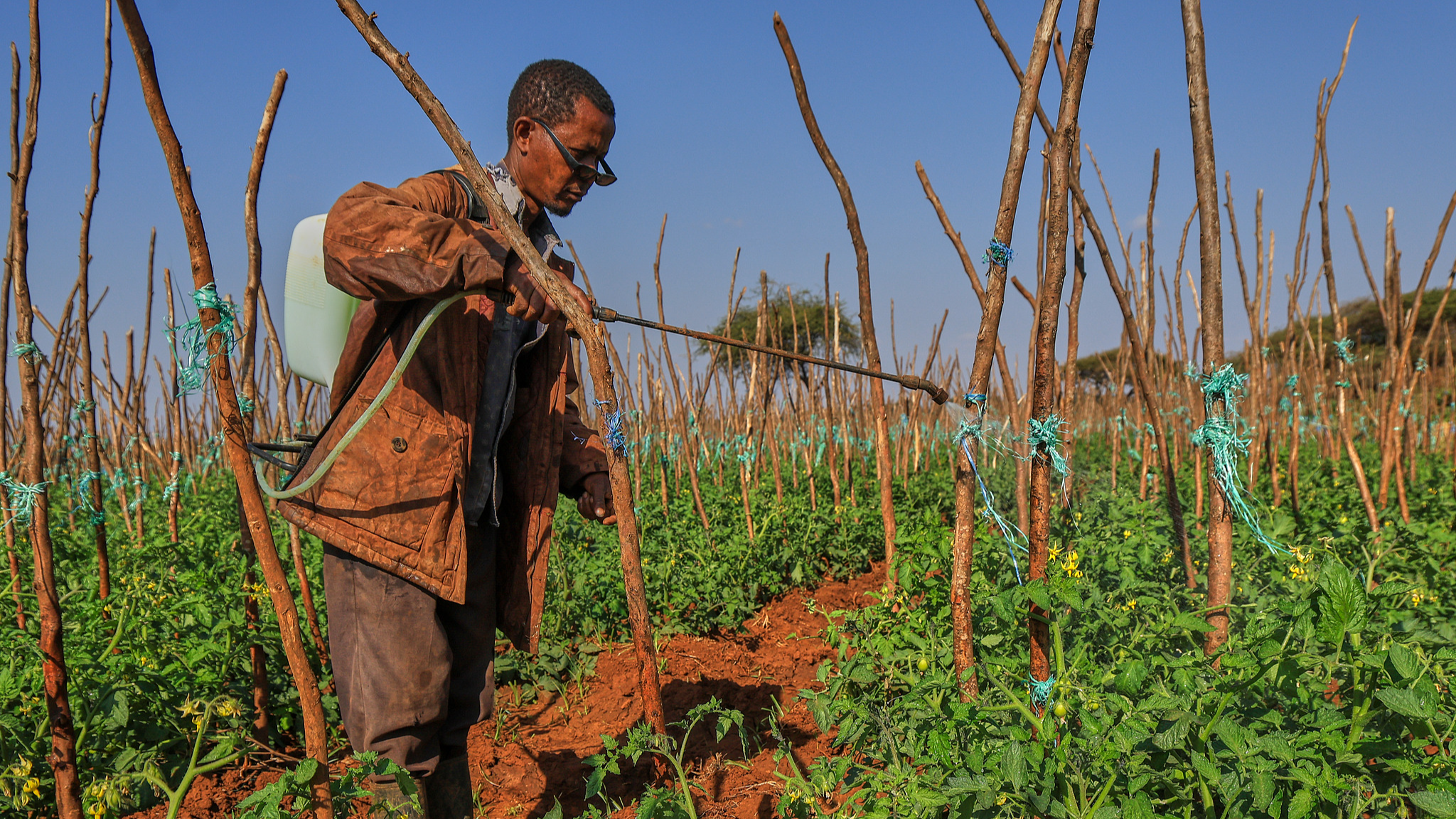 A farmer sprays pesticides on tomato plants in Kimana, Kajiado County, Kenya, August 5, 2026. /CFP 