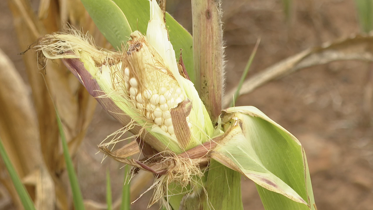 A corn cob grows on a stalk in a field in Moiben, Uasin Gishu, Kenya, August 13, 2026. /CGTN Africa