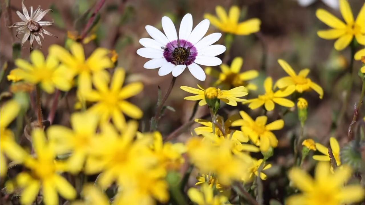 Africa in pictures: South Africa's desert blooms into spring miniatura