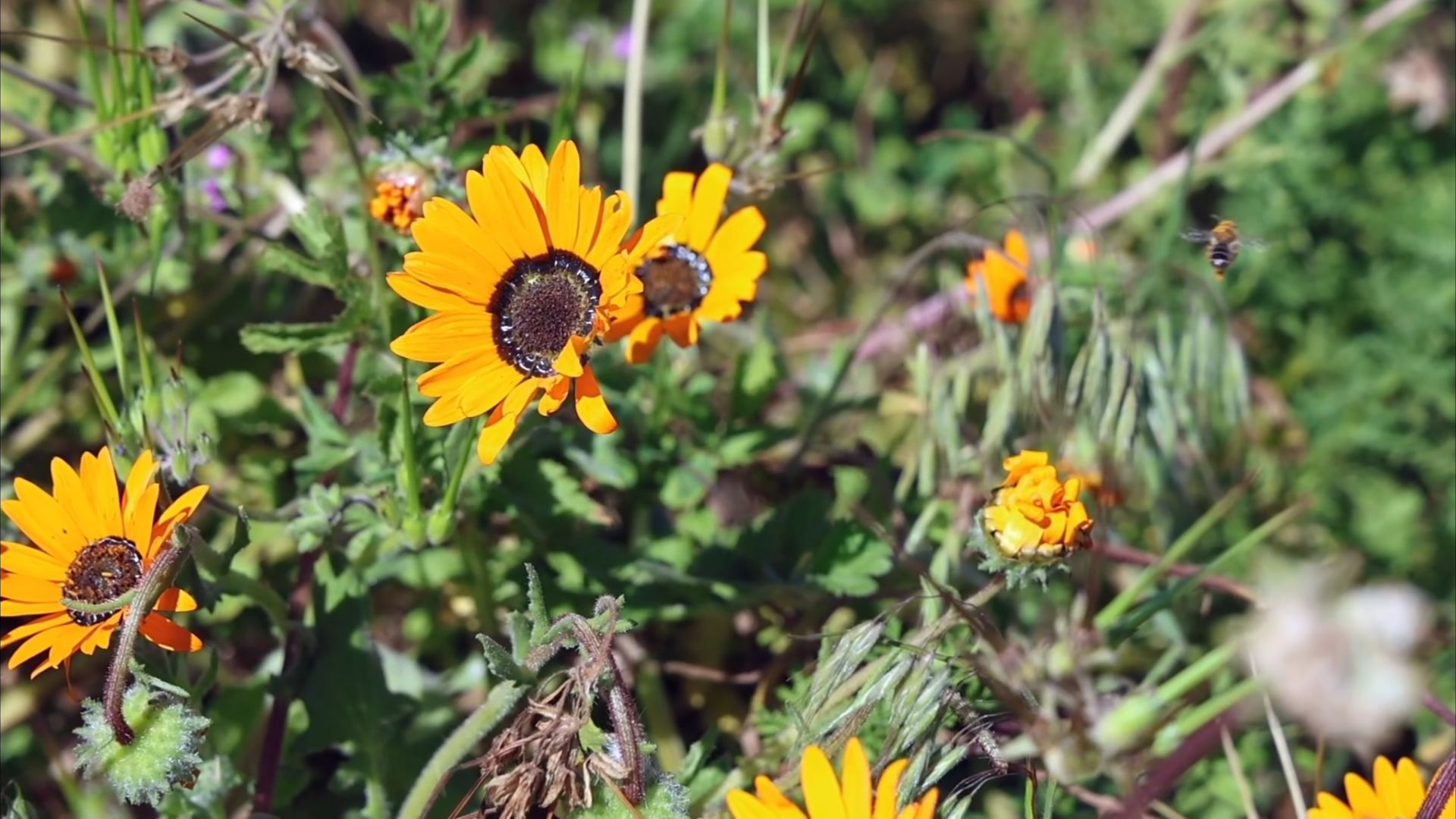 South Africa's west coast transforms into a breathtaking sea of wildflowers, September 9, 2026. /CGTN Africa