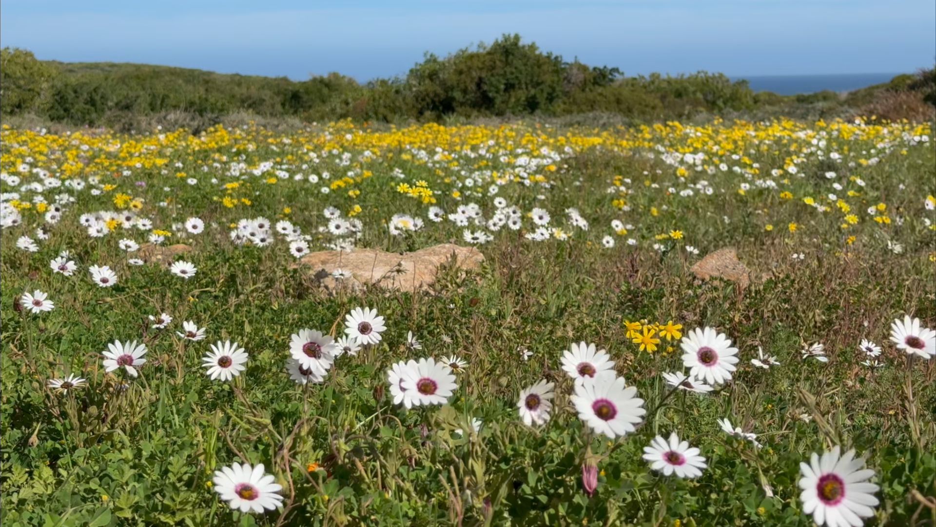 South Africa's west coast transforms into a breathtaking sea of wildflowers, September 9, 2026. /CGTN Africa