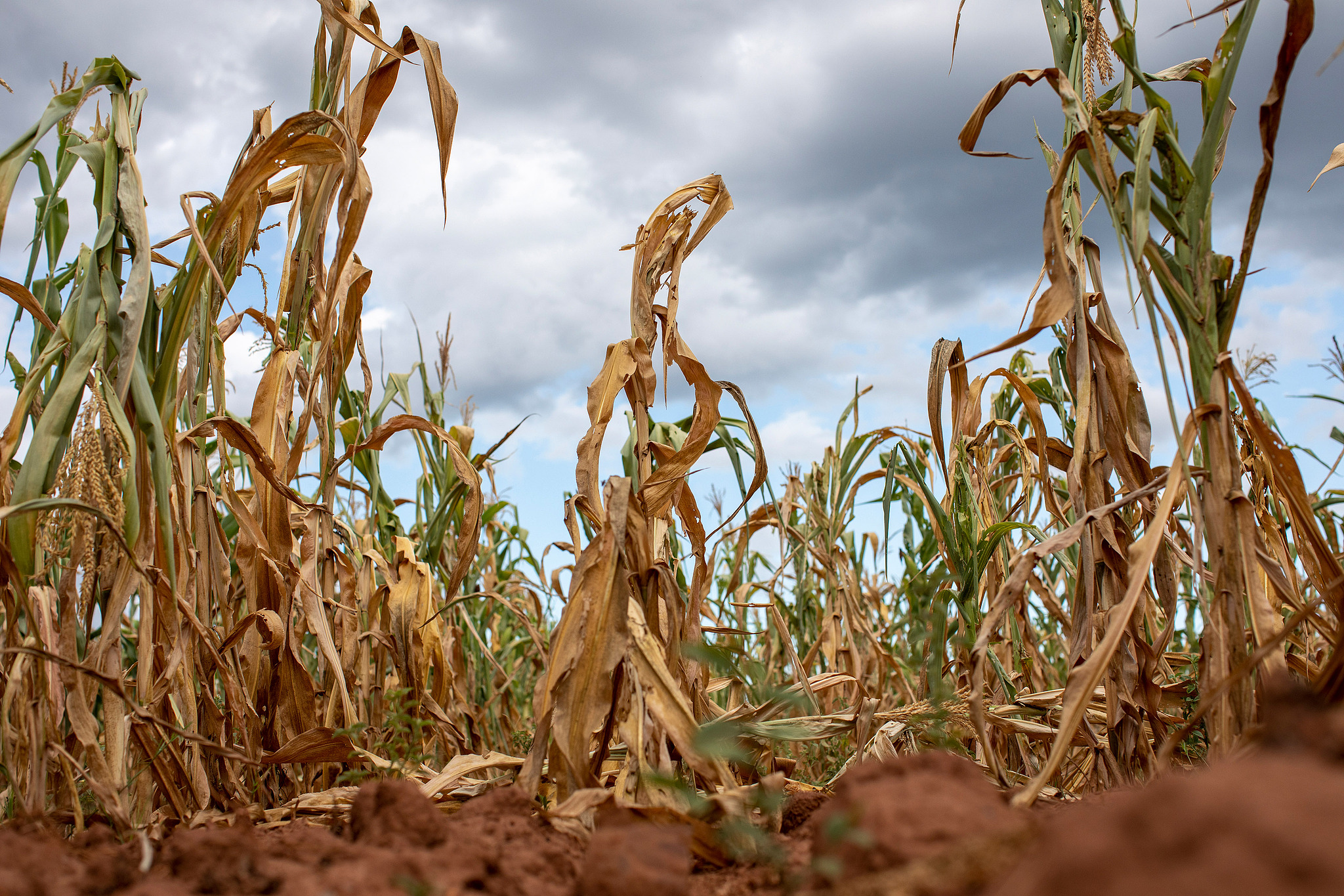 A field of corn crops failed due to drought at a farm in Glendale, Zimbabwe, March 11, 2024. /CFP