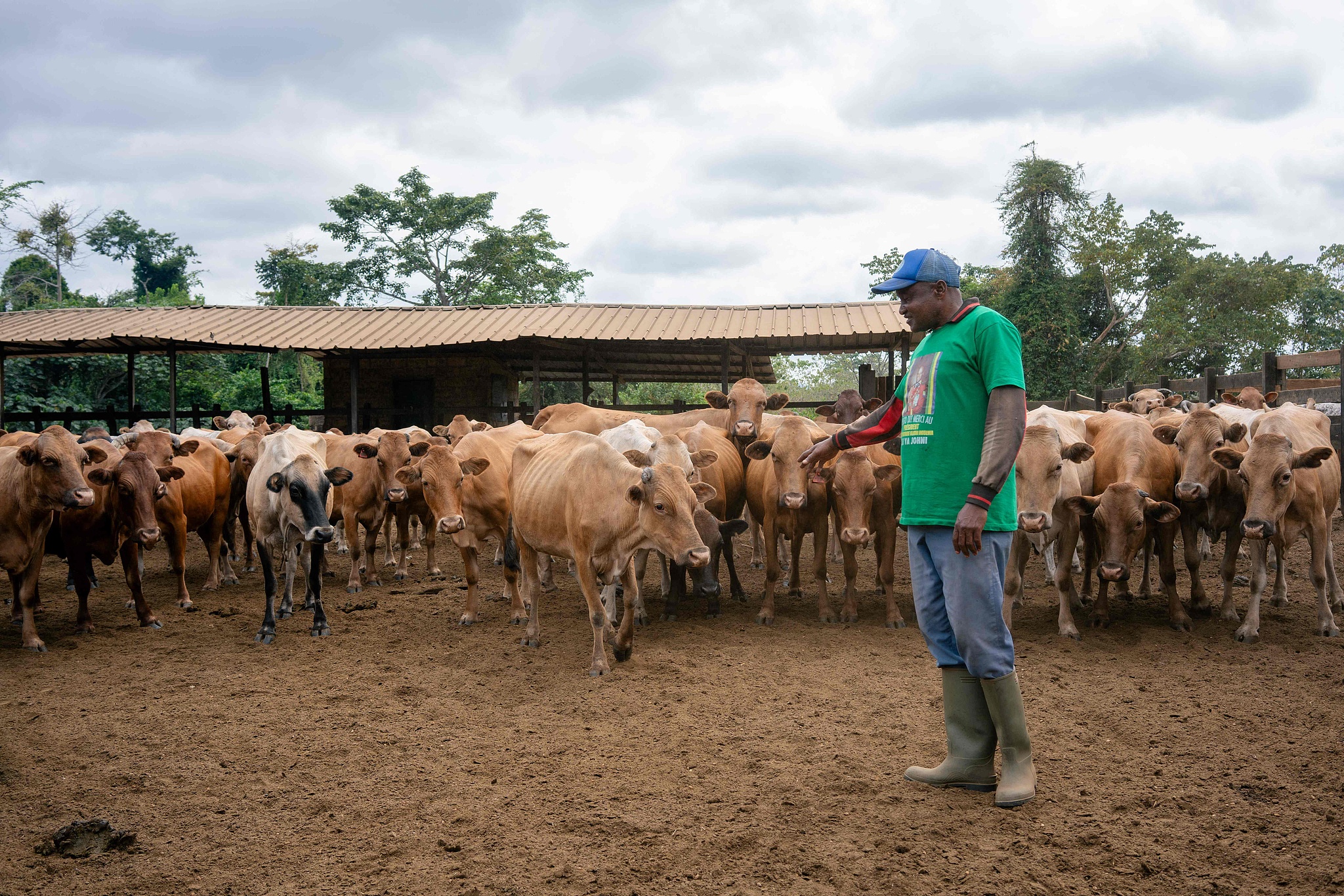 A worker stands next to Ndama cattle at the Nyanga Ranch in Tchibanga, Gabon, September 13, 2025. /CFP