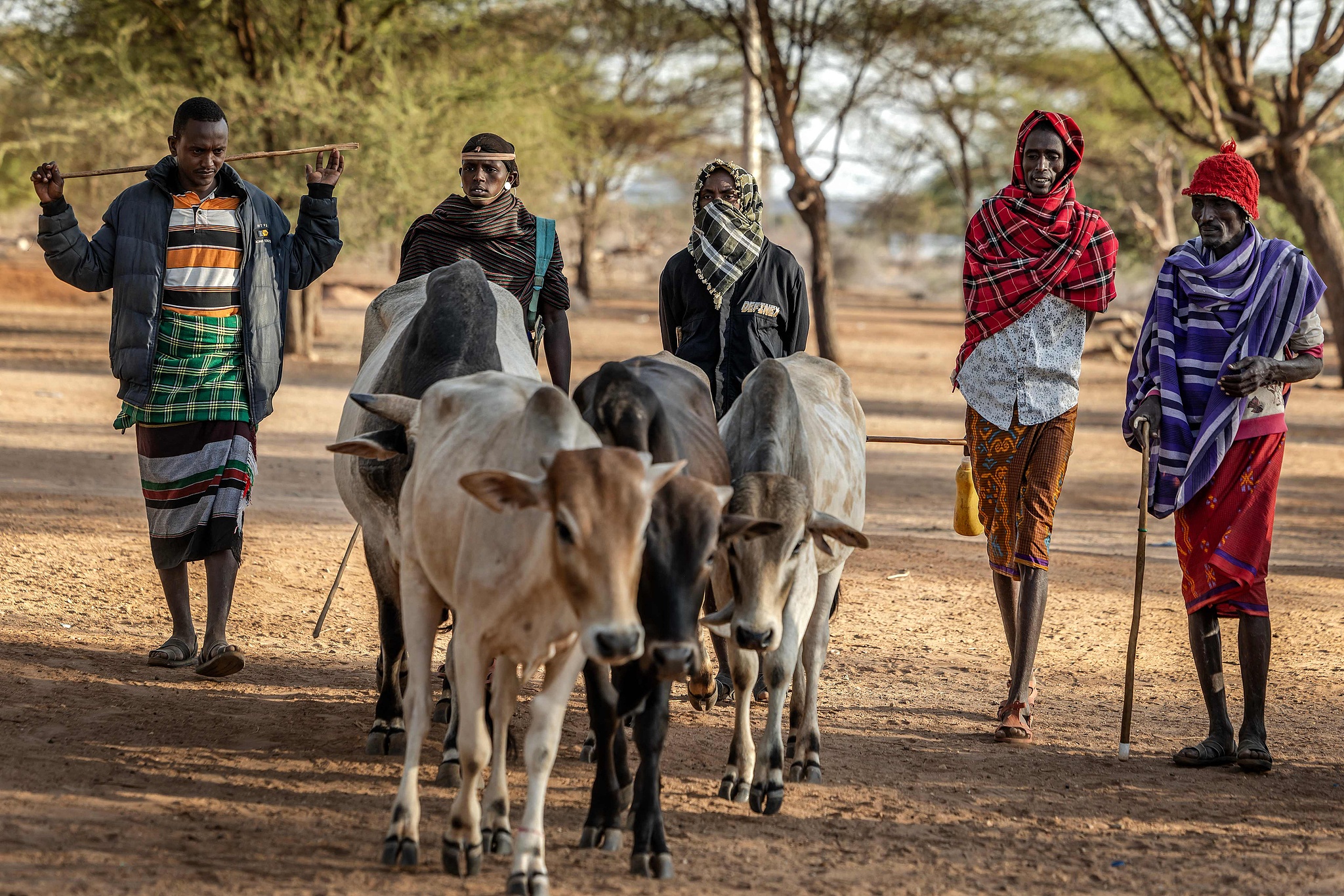 FILE: Samburu pastoralists arrive with cows at a livestock market, where various animals including camels are traded, in Merille, northern Kenya on September 30, 2025. /CFP