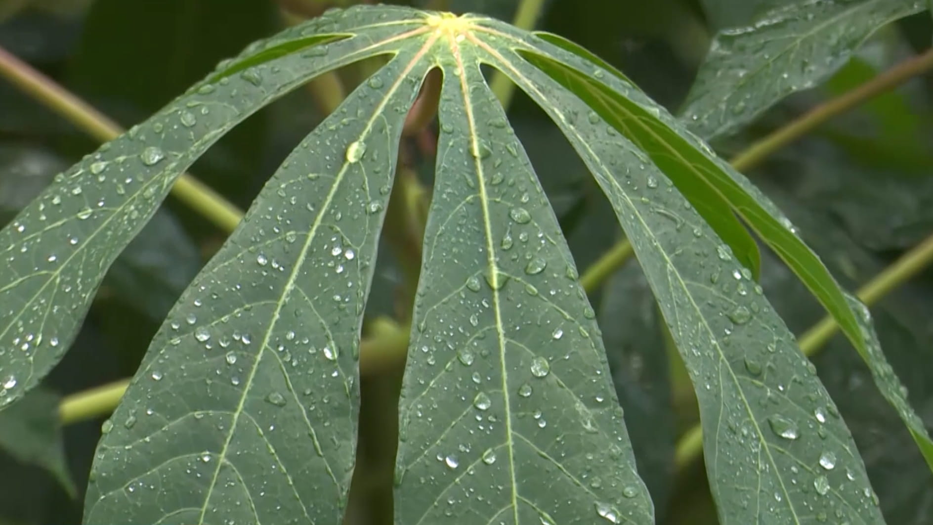 Ugandan farmers struggle as drought threatens harvests