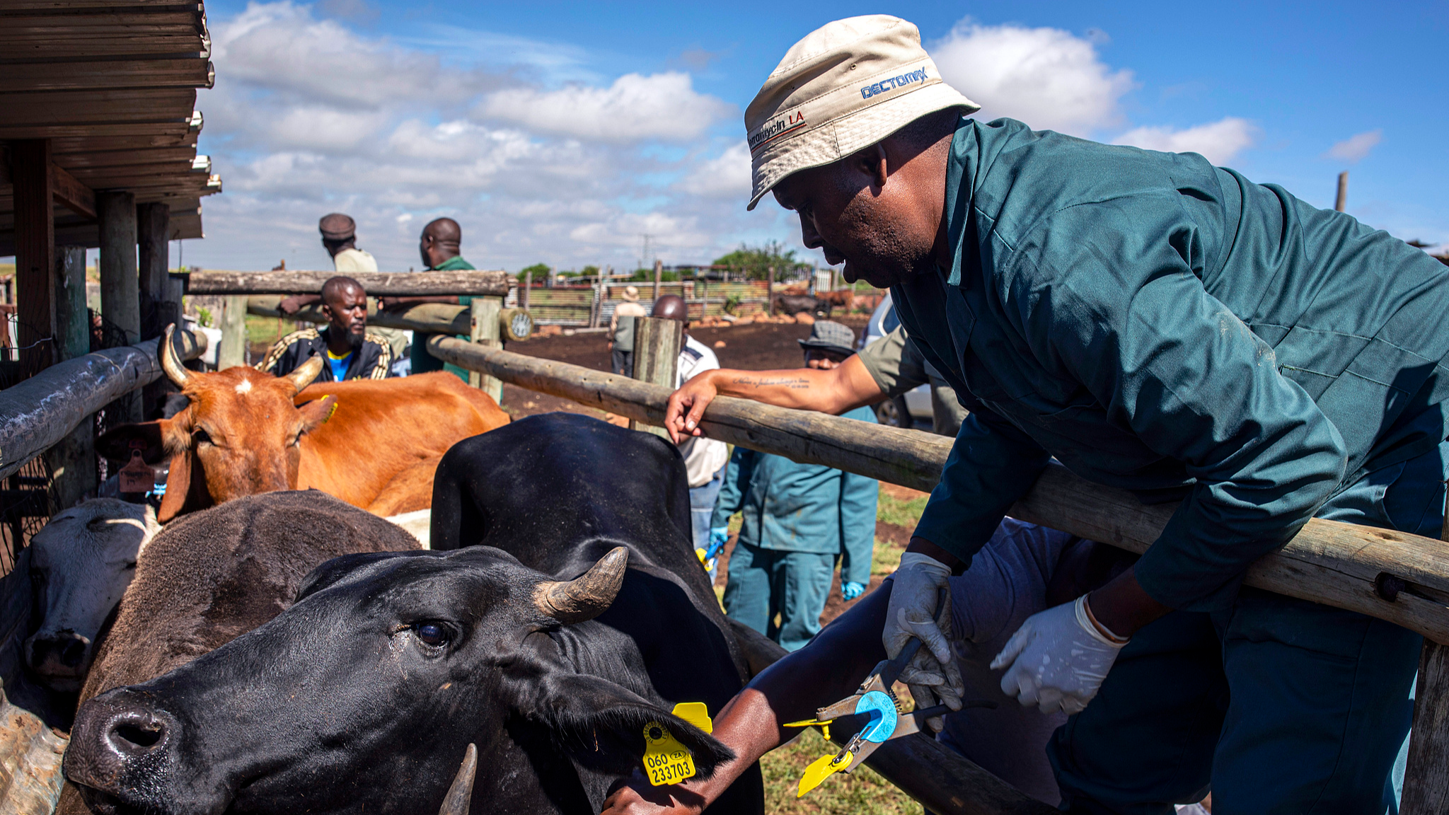 Namibia detects new FMD outbreak in southern region