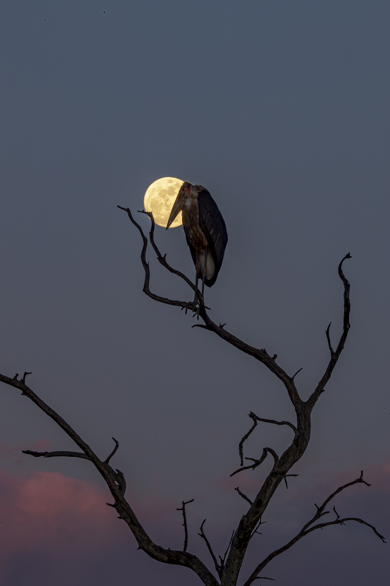 A marabou stork stands under the moonlight in the Maasai Mara National Reserve, Kenya, October 30, 2020. /VCG