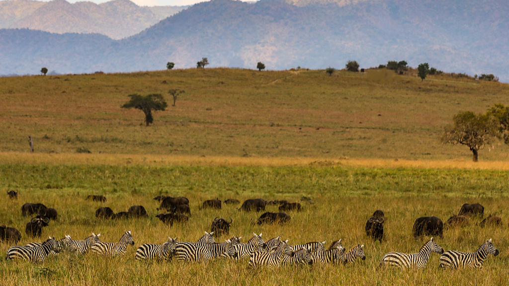 Various wild animals at Kidepo National Park in Uganda, December 2021. /VCG