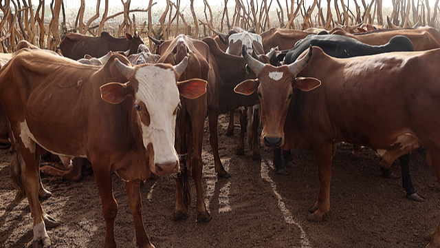 FILE: Cows are sold at the livestock market in Nouakchott, Mauritania, ahead of Eid al-Adha, on June 5, 2025. /VCG
