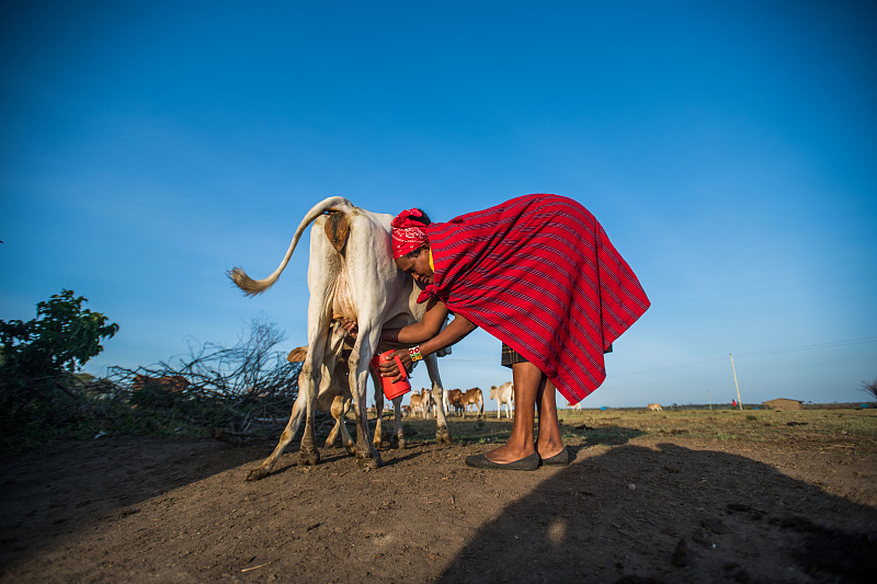 A woman milks a cow in Maasai Mara, Kenya, June 9, 2023. /VCG