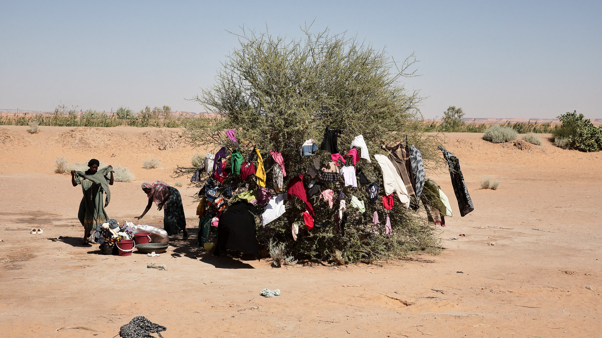 Sudanese women displaced from El-Fasher wash and hang clothes to dry on a tree at the newly established El-Afadh camp in Al Dabbah, in Sudan's Northern State, November 16, 2025. /VCG