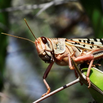 Locust swarm reaches Uganda and Tanzania - CGTN