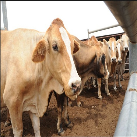 Botswana eyes Chinese market for its beef exports - CGTN