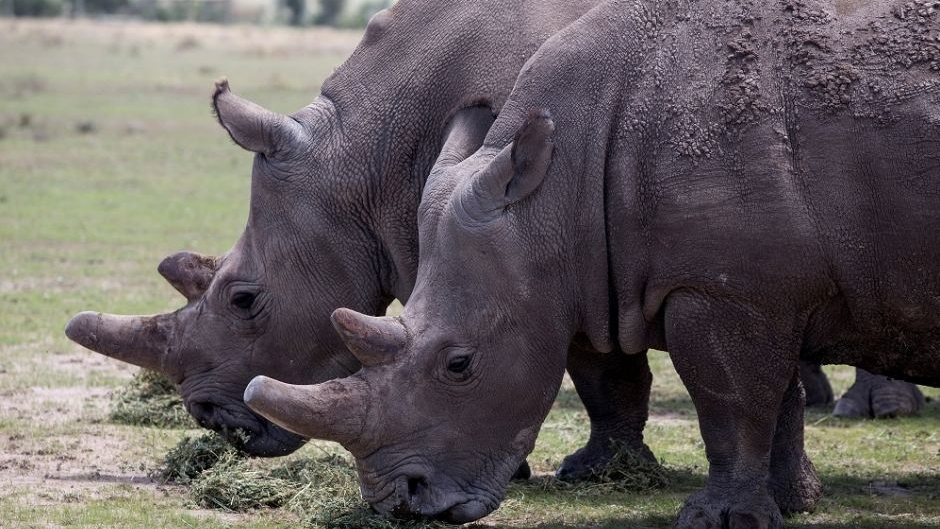 Northern White Rhino Eggs From Kenya Successfully Fertilized Cgtn 